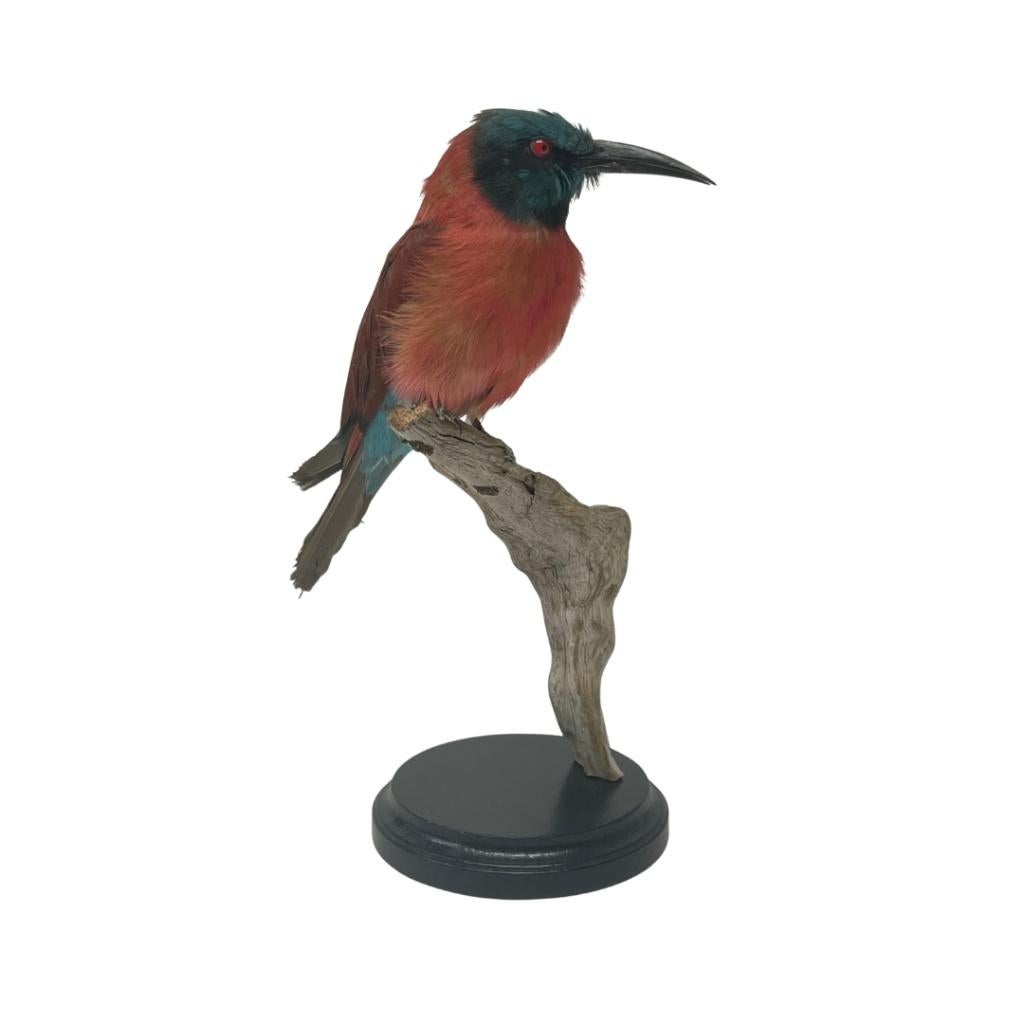 Te koop: Opgezette karmijnrode bijeneter!, Verzamelen, Dierenverzamelingen, Nieuw, Opgezet dier, Vogel, Ophalen of Verzenden