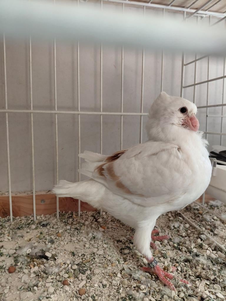 Oud hollandse meeuwen, Dieren en Toebehoren, Vogels | Duiven, Overige soorten, Meerdere dieren
