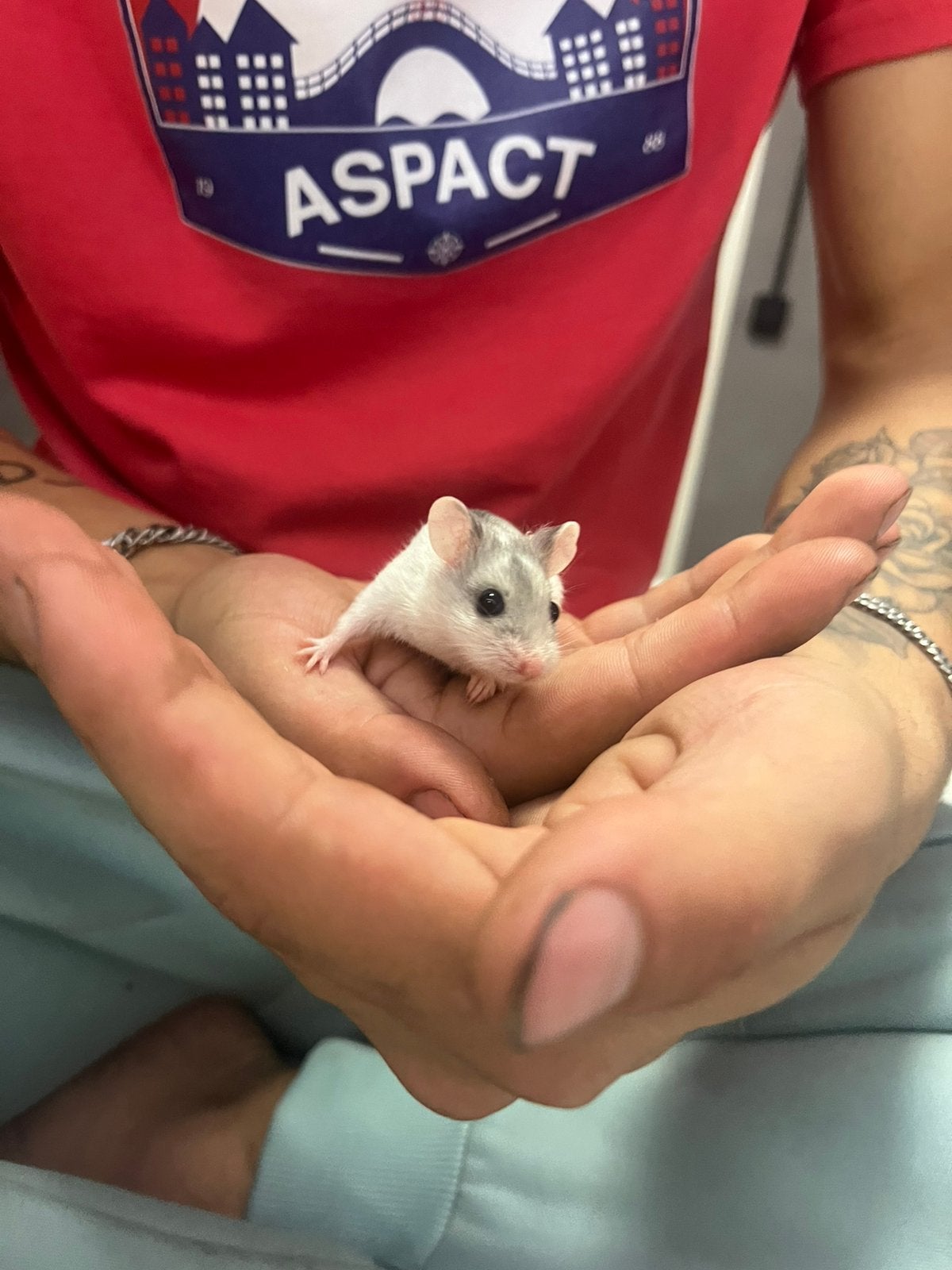 Chineze dwerghamster licht grijs compleet met kooi, Dieren en Toebehoren, Knaagdieren, Hamster, Augustus, Vrouwelijk, Tam