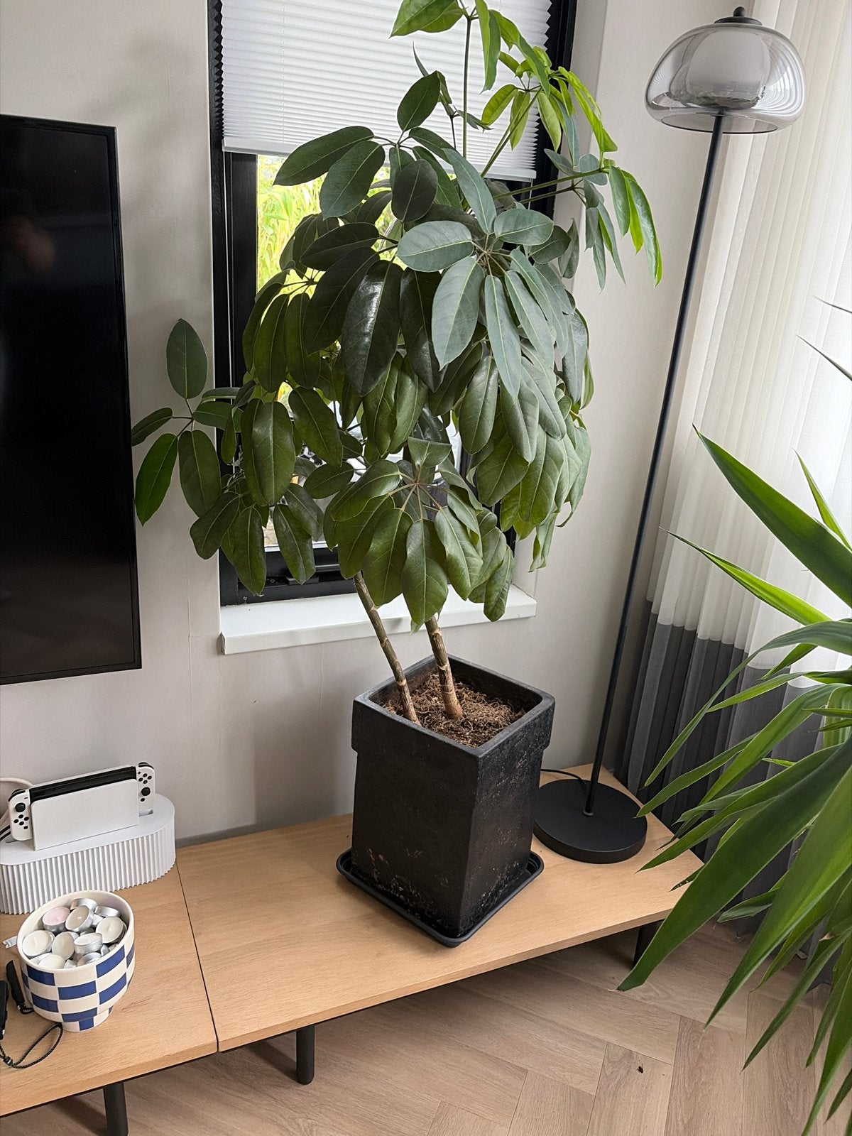 Grote Schefflera plant in pot, Ophalen, 100 tot 150 cm, Overige soorten, Halfschaduw
