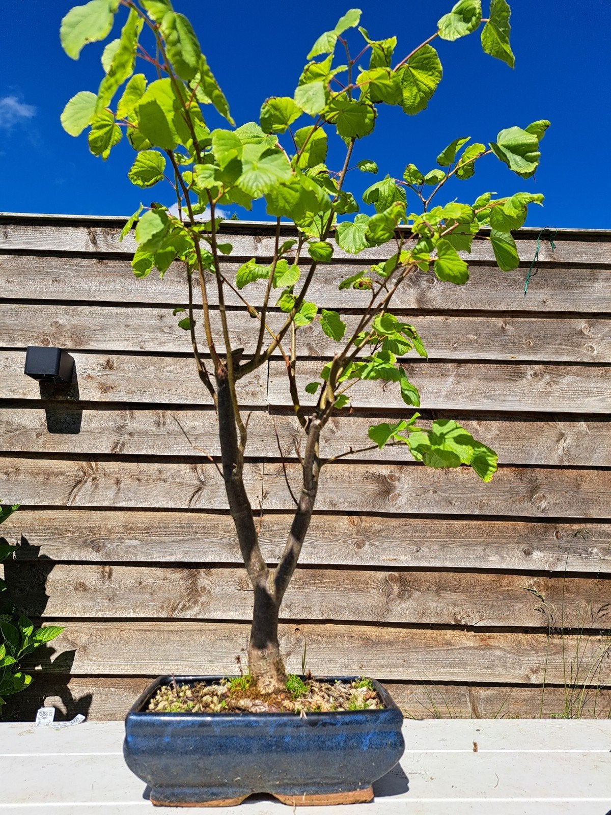 Kleinbladige Winterlinde Bonsai in bonsaischaal, Ophalen