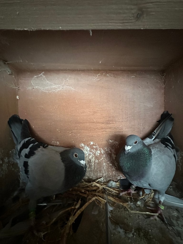 postduiven, Dieren en Toebehoren, Meerdere dieren, Postduif