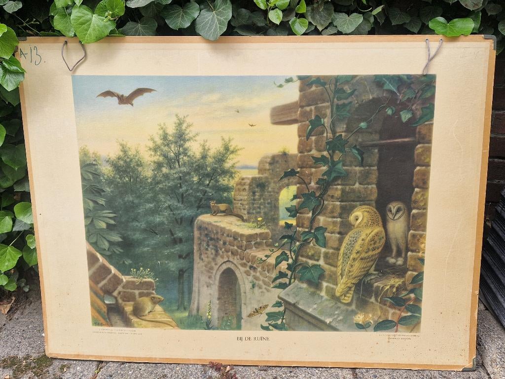 Origin. oude schoolplaat BIJ de RUÏNE m. KERKUILEN vleermuis, Antiek en Kunst, Ophalen of Verzenden, Natuur en Biologie