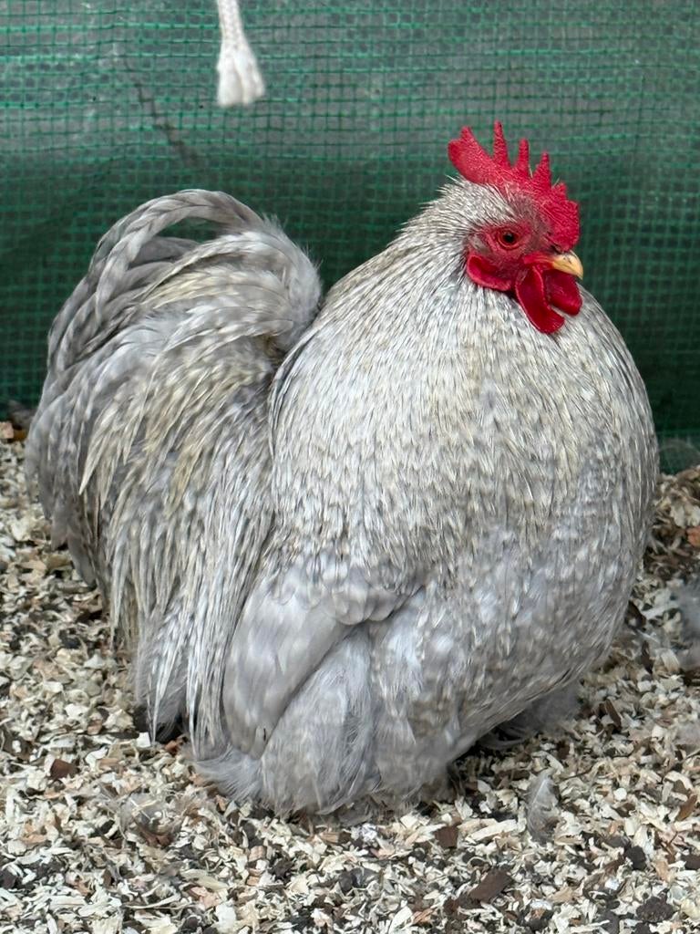 Broedeieren Cochin kriel parelgrijs koekoek, Dieren en Toebehoren, Pluimvee, Geslacht onbekend, Kip