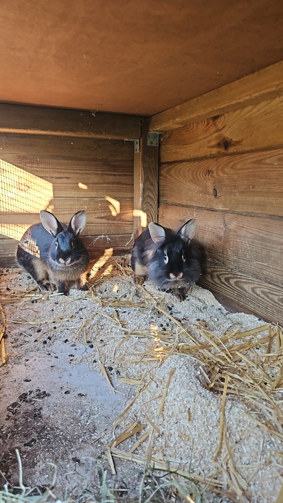 konijnen black an tan kleur, Mannelijk, Kip
