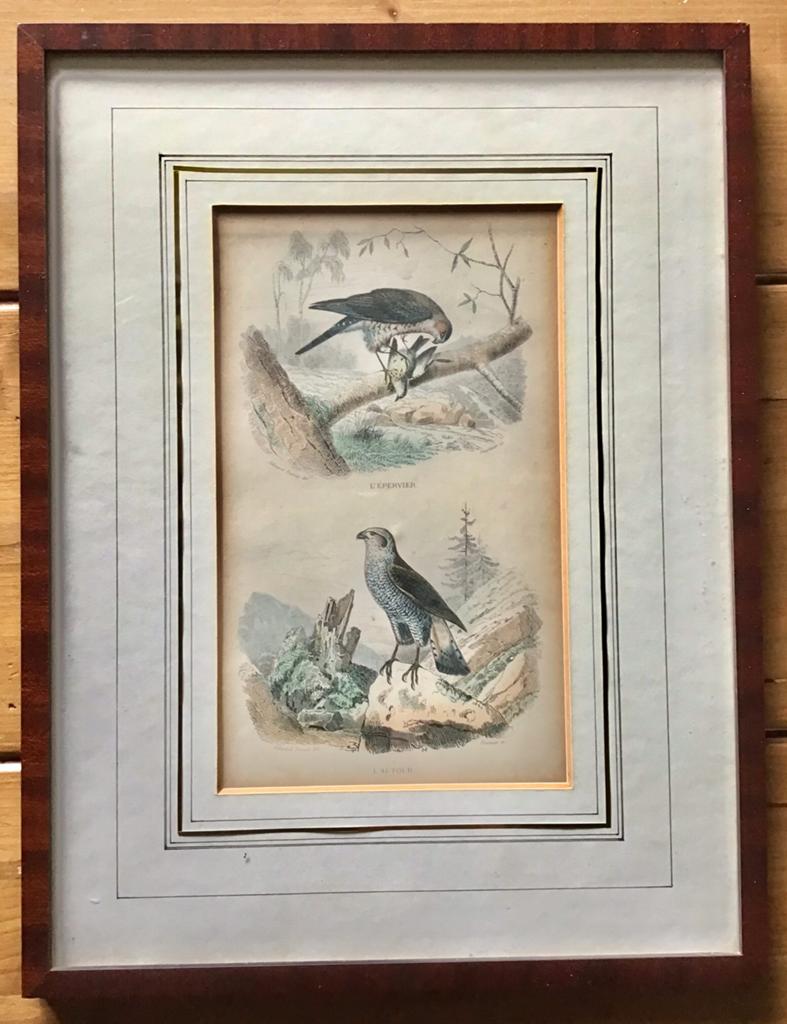 PRENTENKABINET PAULUS SWAEN ZELDZAME STAALGRAVURE VOGELS, Antiek en Kunst, Handgekleurd, 1800 - 1899, Ophalen of Verzenden, Gravure