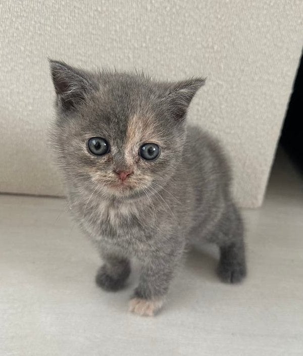 Britse Korthaar Kittens, Kater, Ontwormd, 0 tot 2 jaar