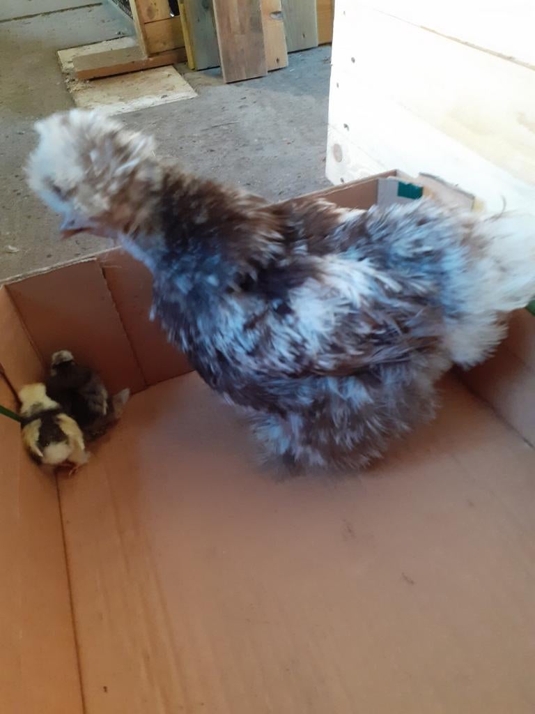 Usa moederkloek met 2 kuikens, Geslacht onbekend, Kip