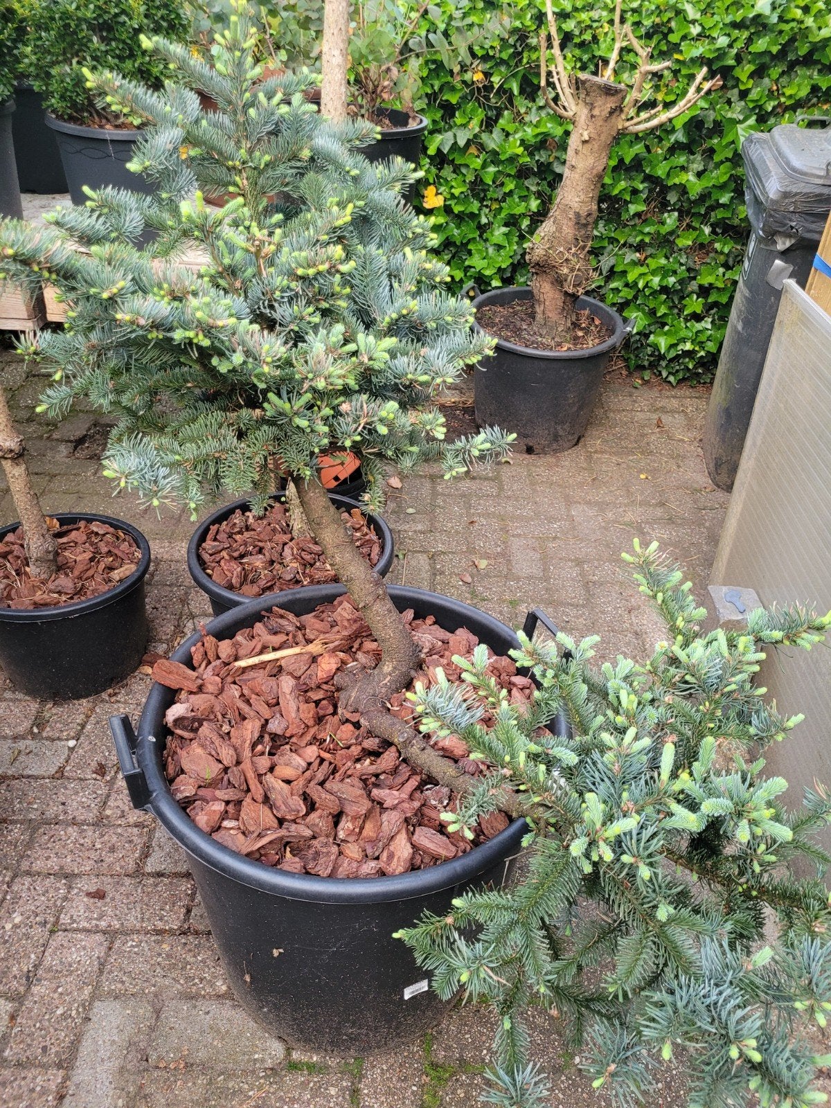 Abies Obrighoven Vormsnoei Bonsai - Unieke abies, Ophalen, Bloeit niet, Overige soorten, Volle zon