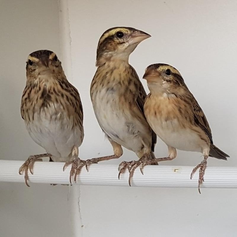Napoleonwever poppen, Vrouwelijk, Tropenvogel