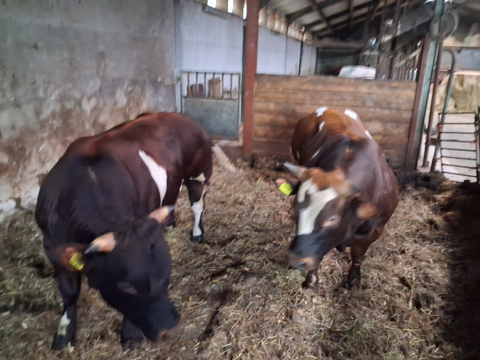 3 dikbil dekstieren 18 maanden oud, Mannelijk