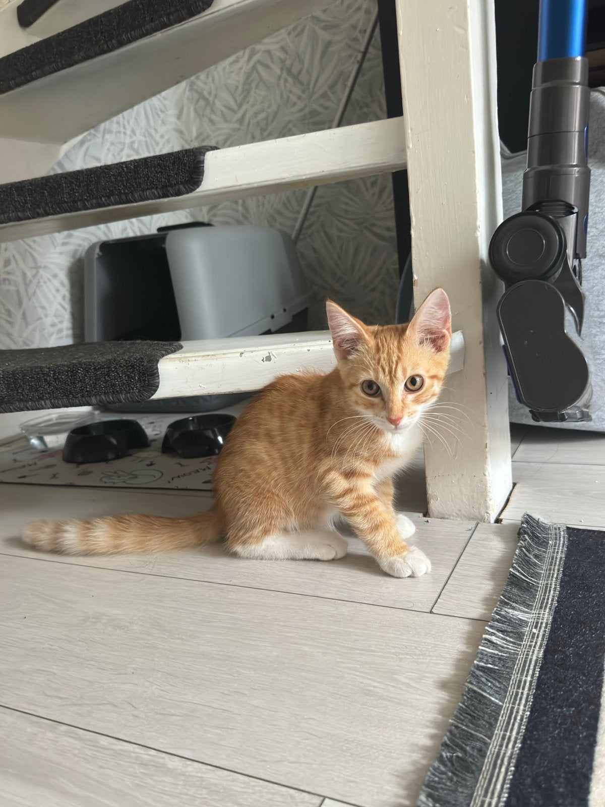 Ik heb die kat met de spulle eten en huisje en tolietbakje, Dieren en Toebehoren, Ophalen of Verzenden
