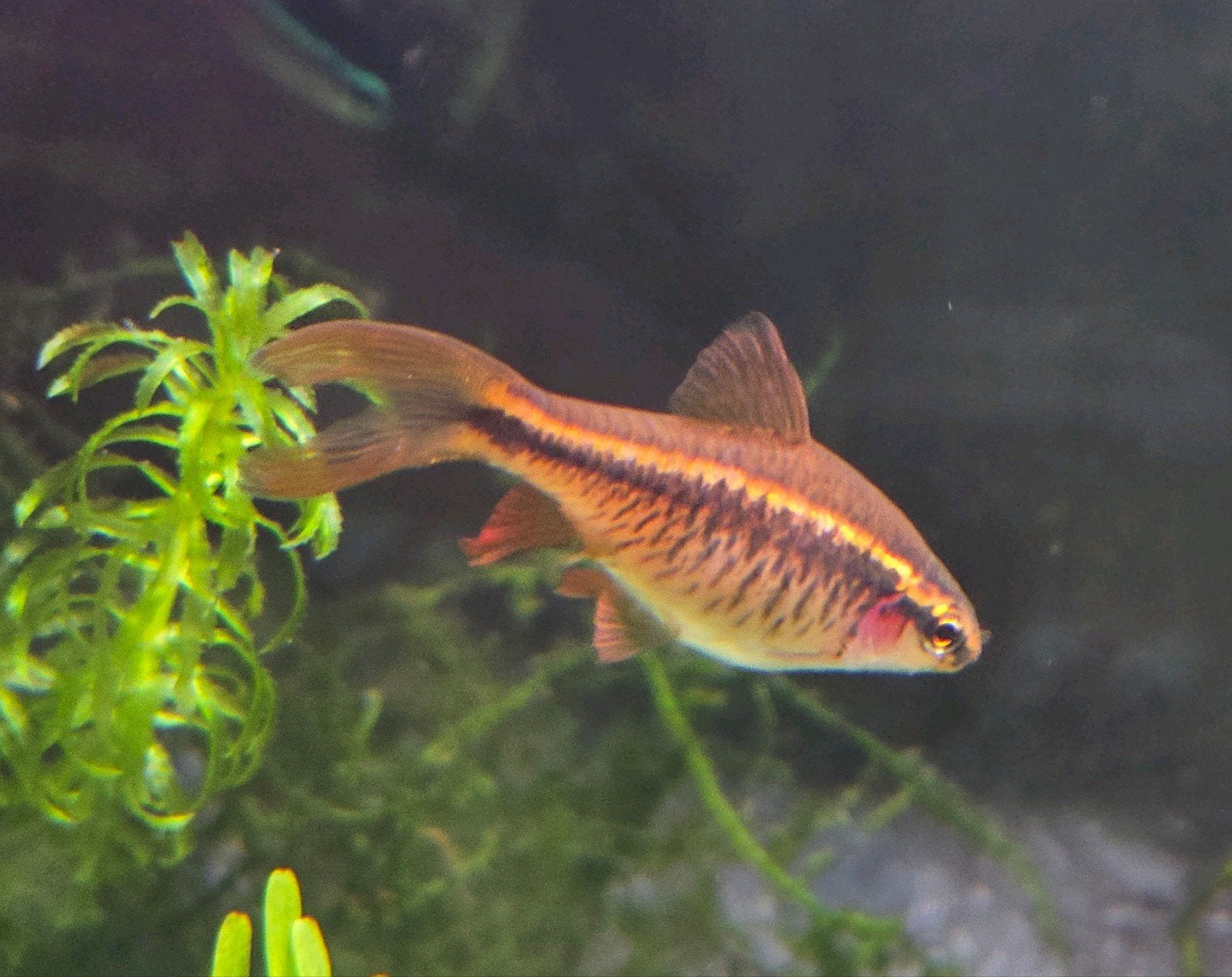 Cherry Barb / Tittey aquarium fish vis, Dieren en Toebehoren, Vis
