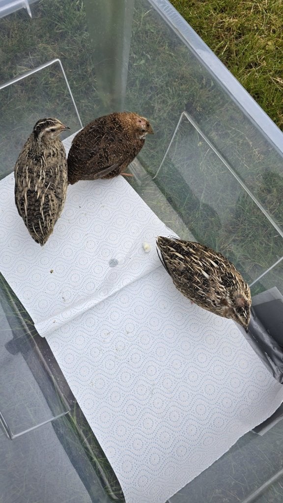 Japanse kwartel, Dieren en Toebehoren, Mannelijk, Overige soorten