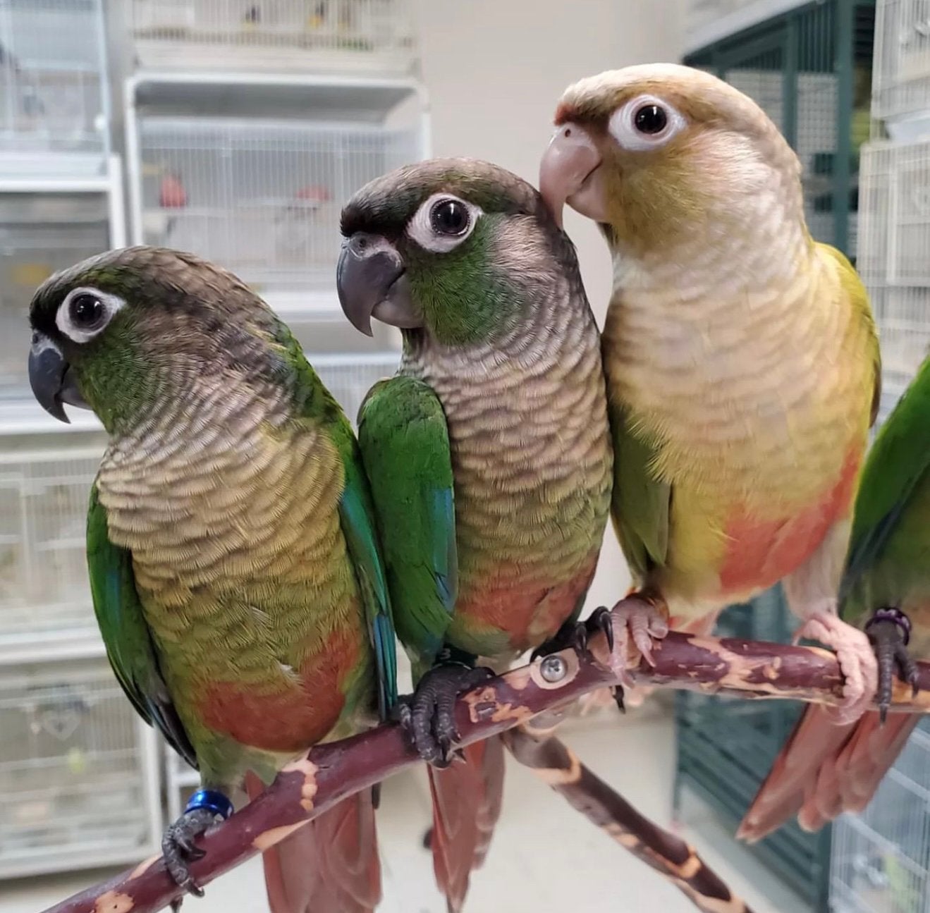 jonge pyrrhuras in diverse kleuren, Dieren en Toebehoren, Vogels | Parkieten en Papegaaien, Meerdere dieren, Papegaai, Pratend