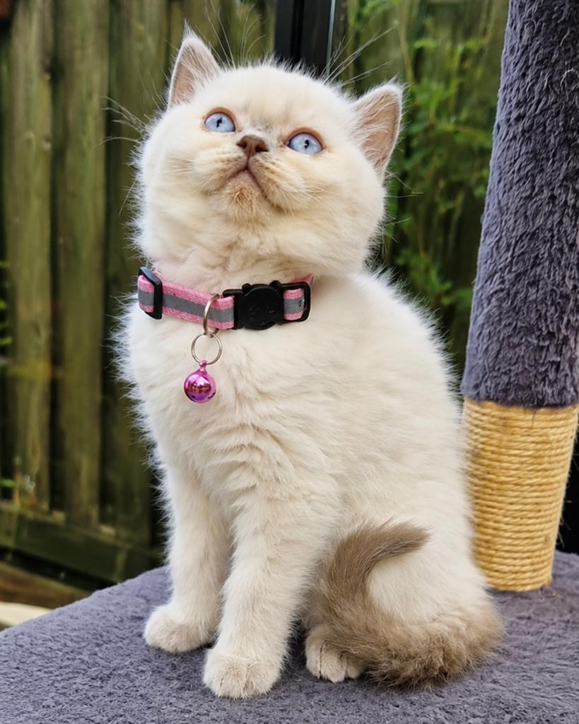 Lieve Britse Korthaar kitten (meisje) zoekt een warm thuis, Dieren en Toebehoren, Poes, Ingeënt, 0 tot 2 jaar