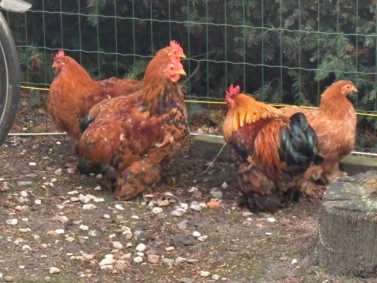 Cochin krielhaantjes gratis, Dieren en Toebehoren, Pluimvee, Mannelijk, Kip