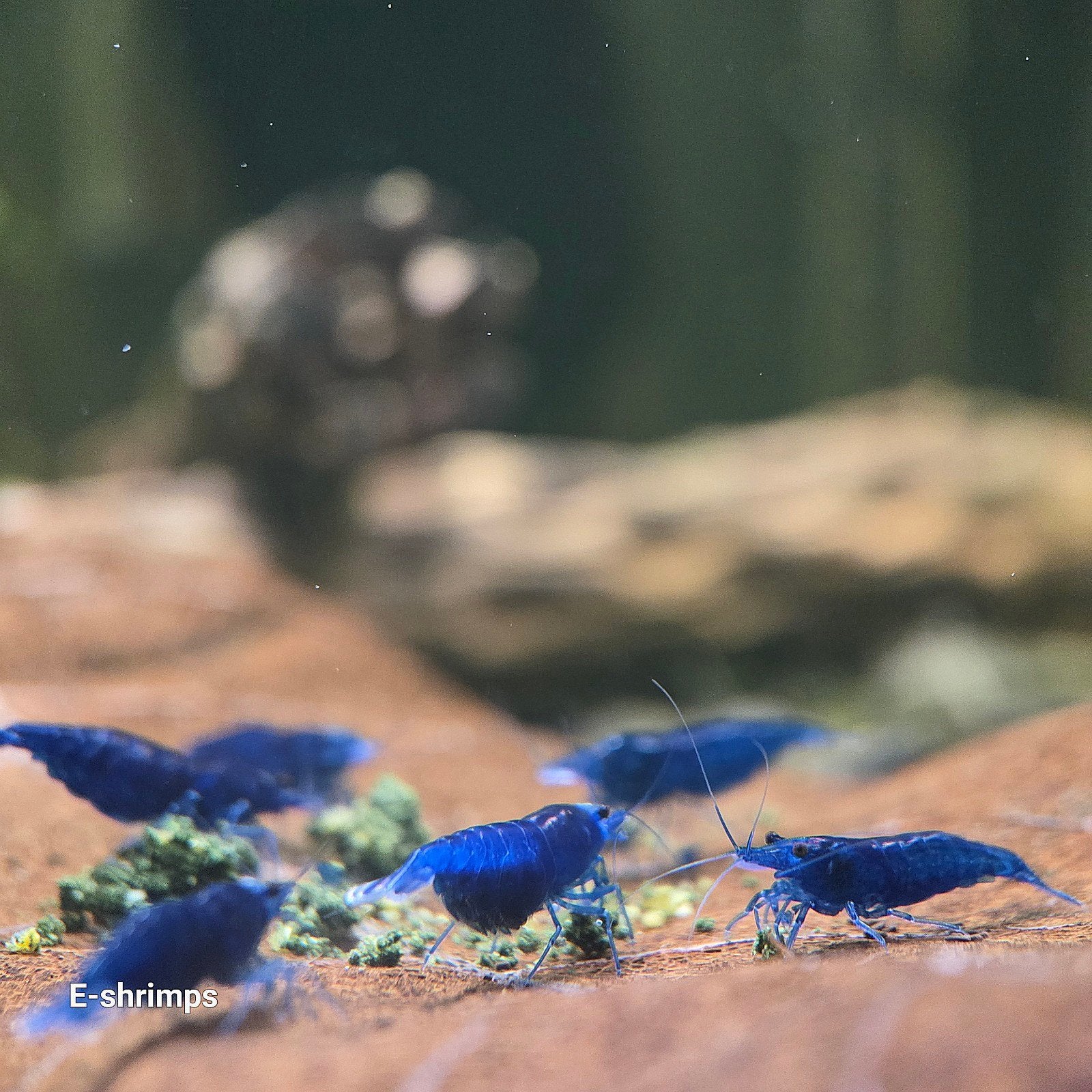 ☑️Blauwe | Blue Dream Neocaridina-garnalen / in kweek, Dieren en Toebehoren, Vissen | Aquariumvissen, Kreeft, Krab of Garnaal