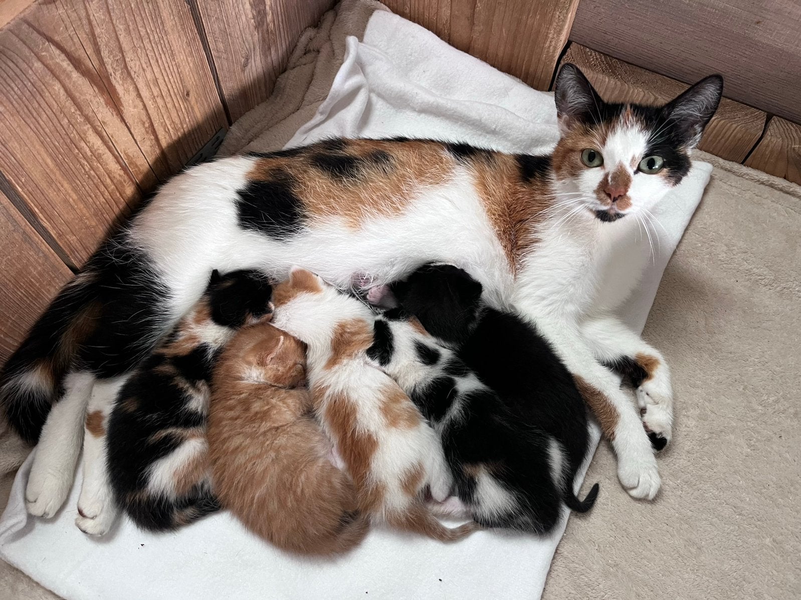 Nestje Kittens, Meerdere dieren, 0 tot 2 jaar
