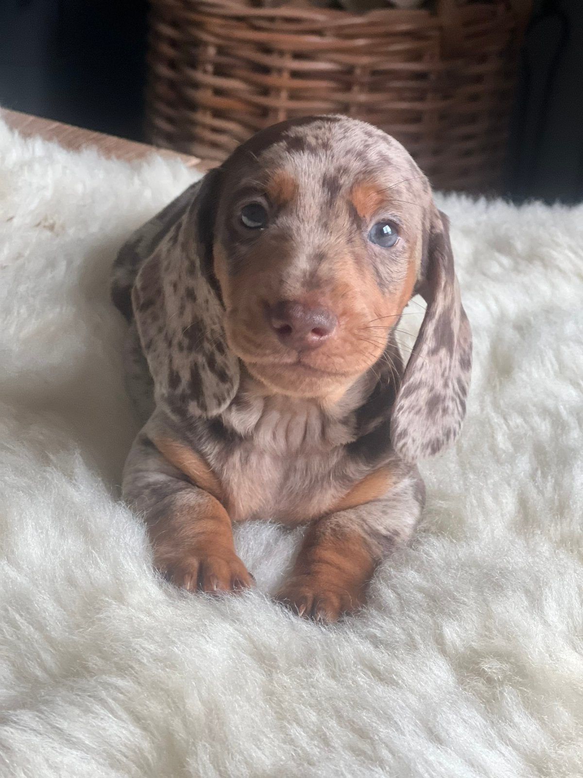 Teckelpups reutjes merle en 1 choco nog 3 te koop, Parvo, Reu, 8 tot 15 weken, Korthaar