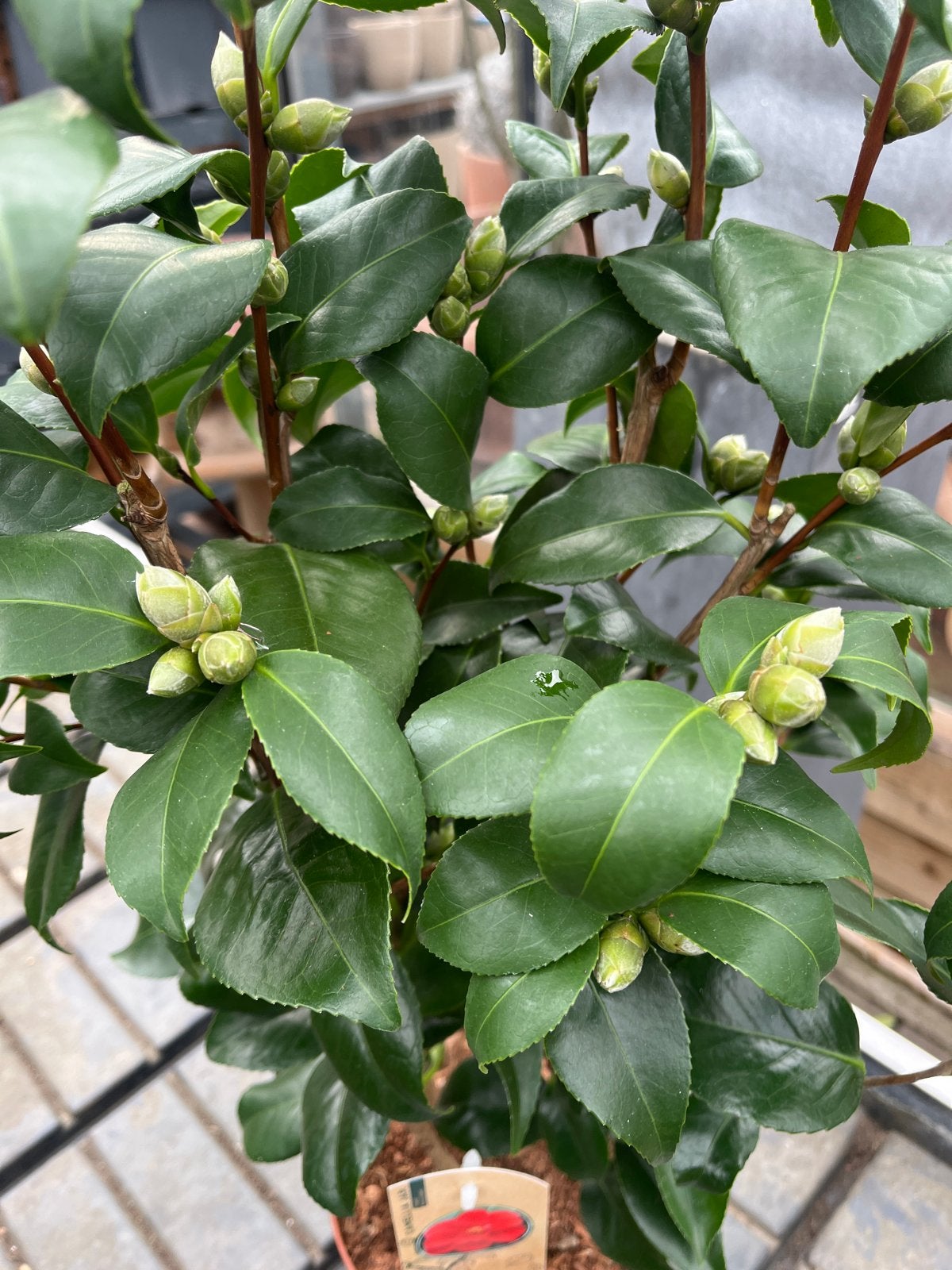 Camellia Japonica 'Mary Williams' - Prachtige Camelia, Overige soorten, Vaste plant, Ophalen of Verzenden, Halfschaduw