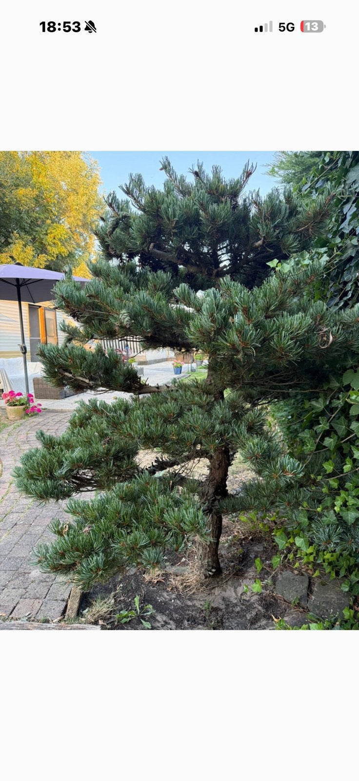 Bonsai boom witte pinus japanse, Tuin en Terras, Planten | Bomen, Ophalen, Volle zon, Overige soorten, Minder dan 100 cm