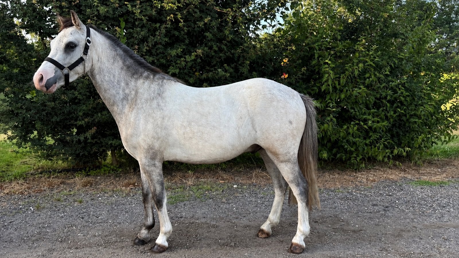 Welsh A ruin super karakter + afstammeling, Dieren en Toebehoren, Pony's, Ruin, A pony (tot 1.17m), Met stamboom, 3 tot 6 jaar