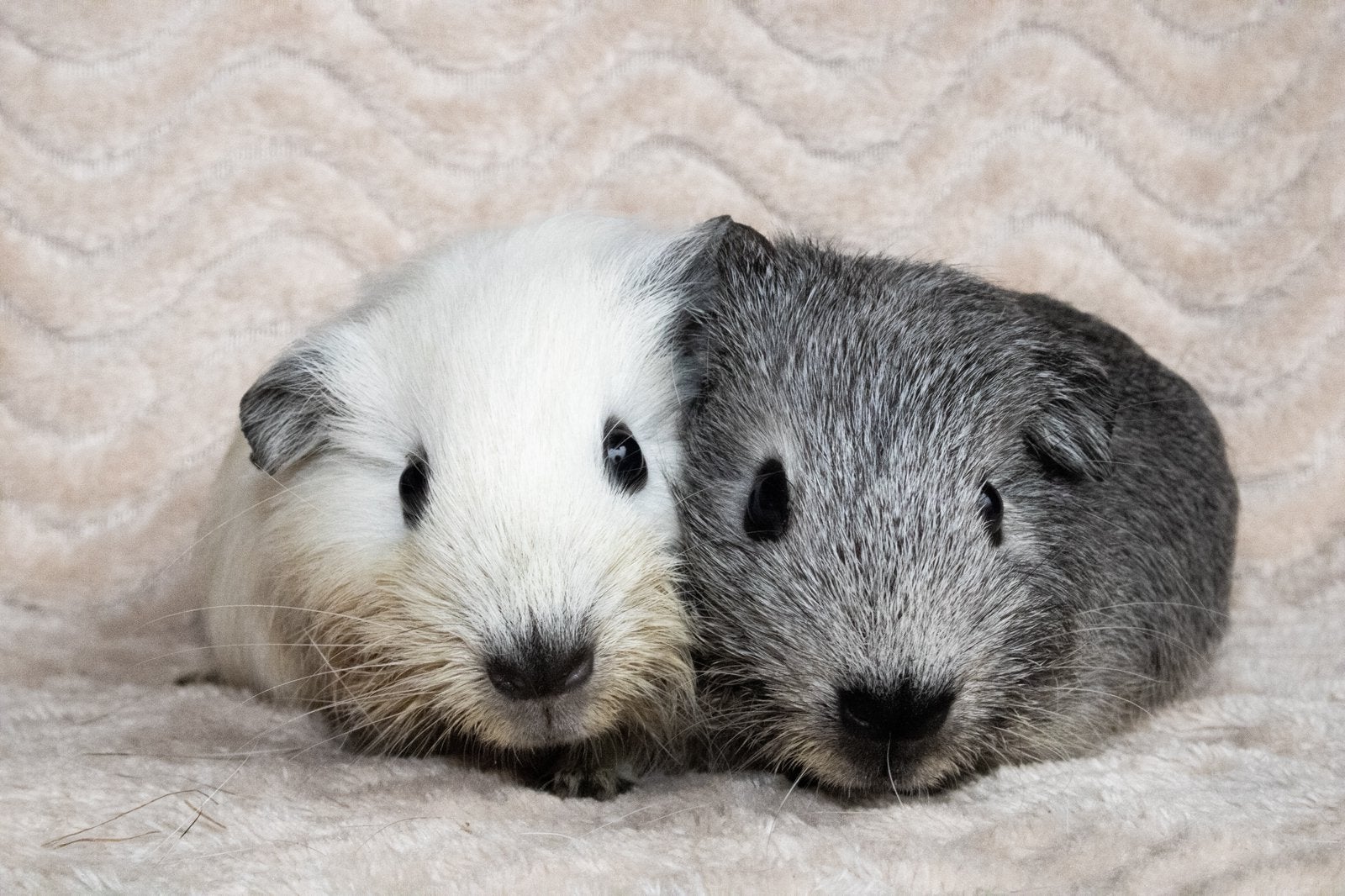 Lieve cavia beertjes, beer, wit california, zilveragouti, Cavia, Juni, Mannelijk, Tam