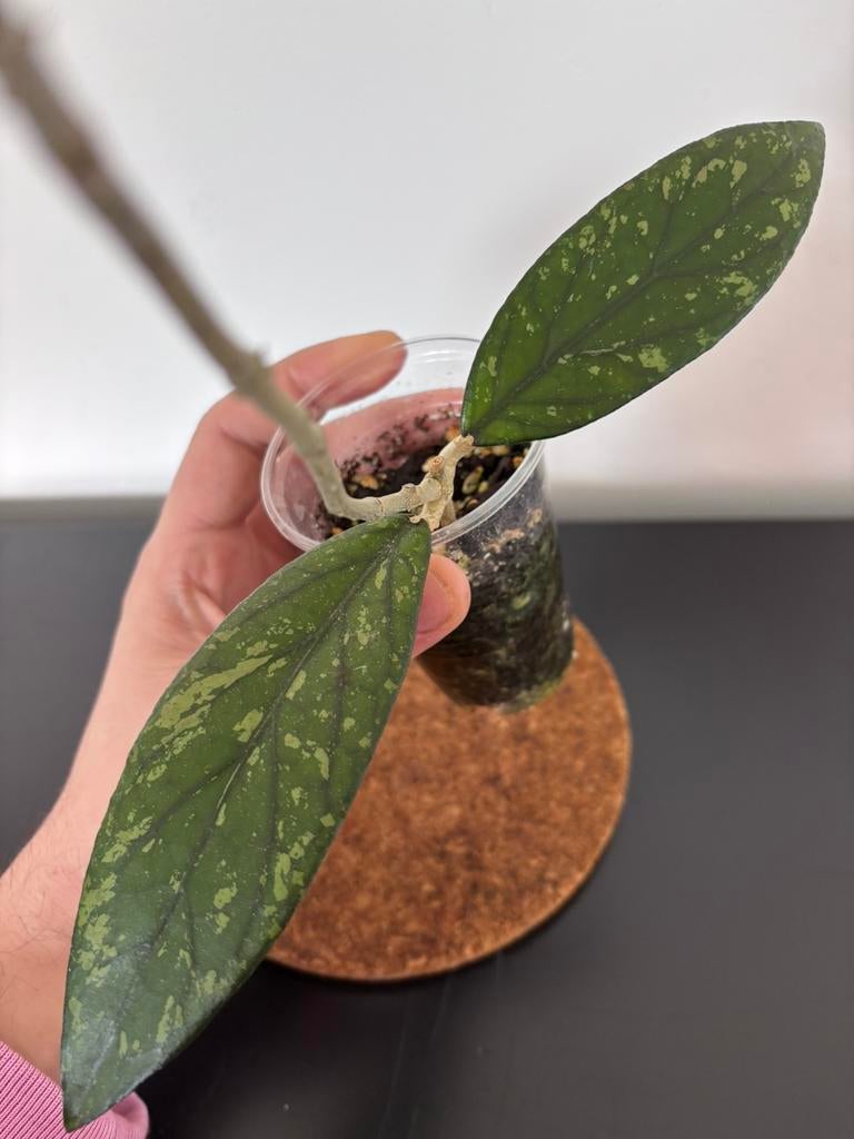 Hoya sp. Gayo, Ophalen of Verzenden, Halfschaduw, Minder dan 100 cm