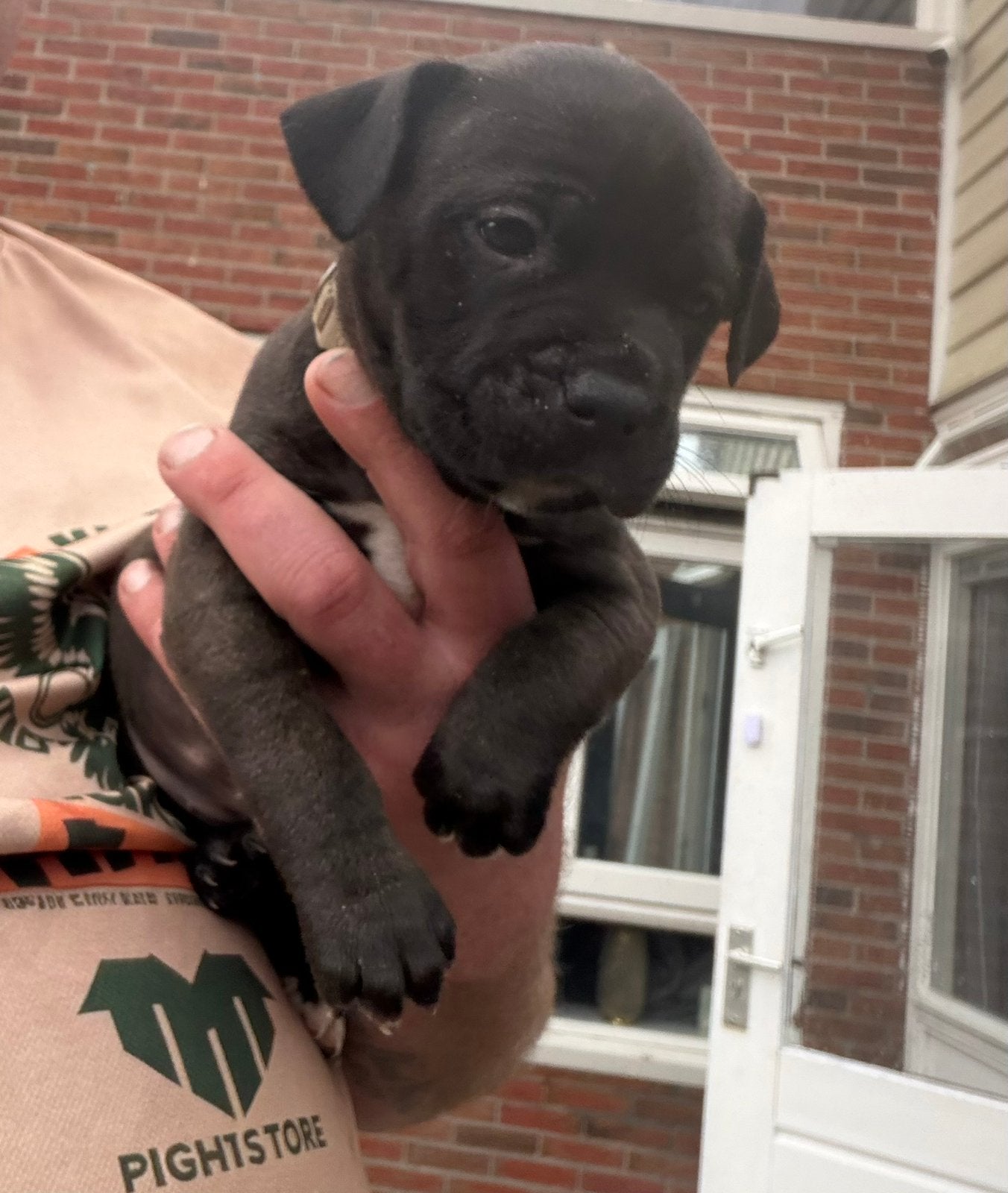American Staffordshire Terier (Puppy/Teefje), Parvo, 8 tot 15 weken, Teef, Eén hond