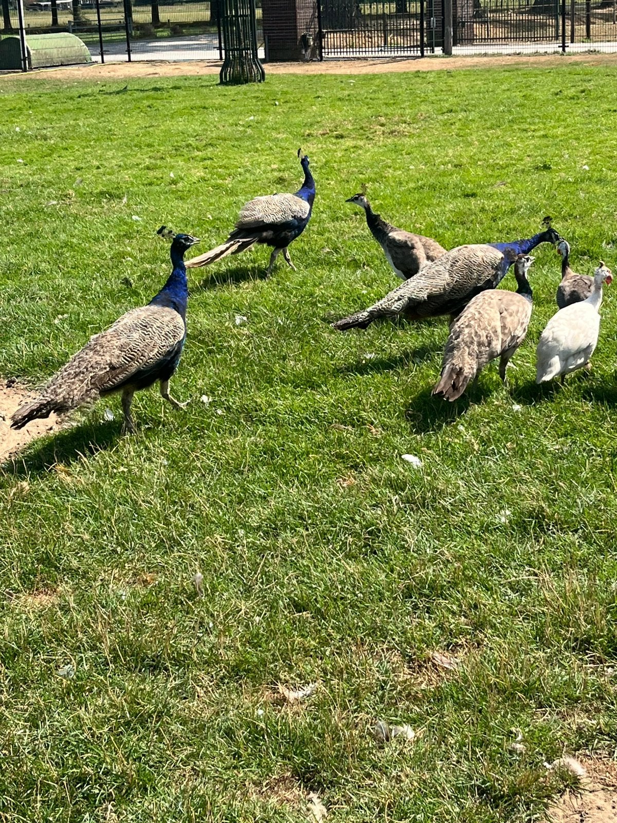 2 koppels pauwen 1 jaar oud, Dieren en Toebehoren, Meerdere dieren, Overige soorten