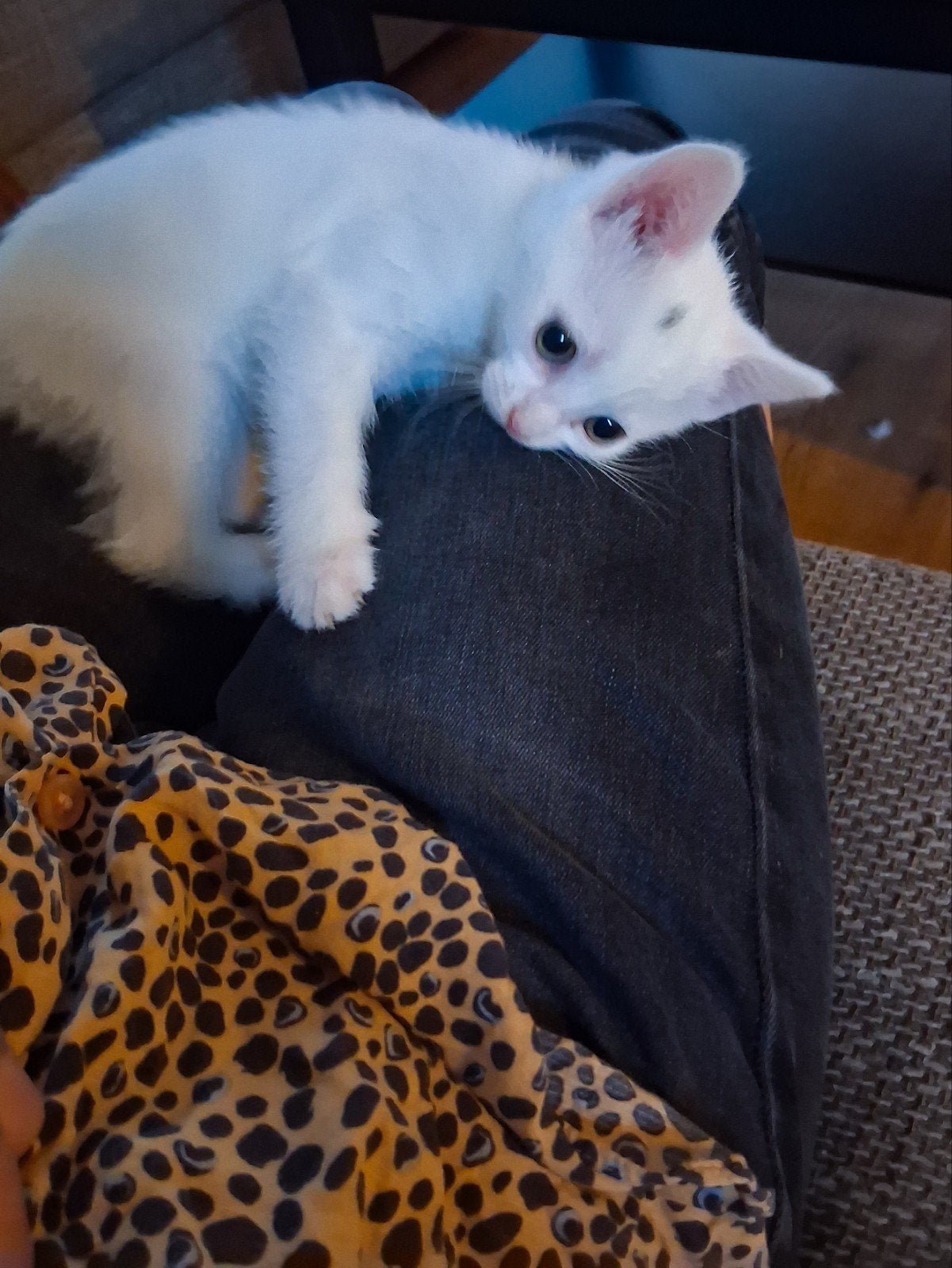Witte kittens, Dieren en Toebehoren, Meerdere dieren, Ontwormd