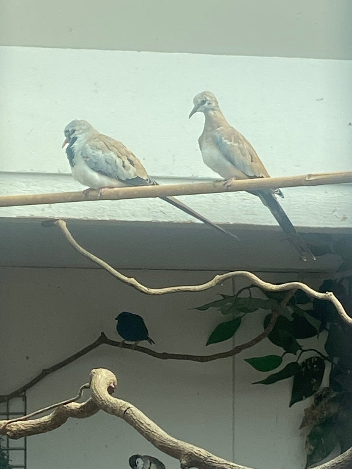 Te koop diverse duifjes, Meerdere dieren, Overige soorten