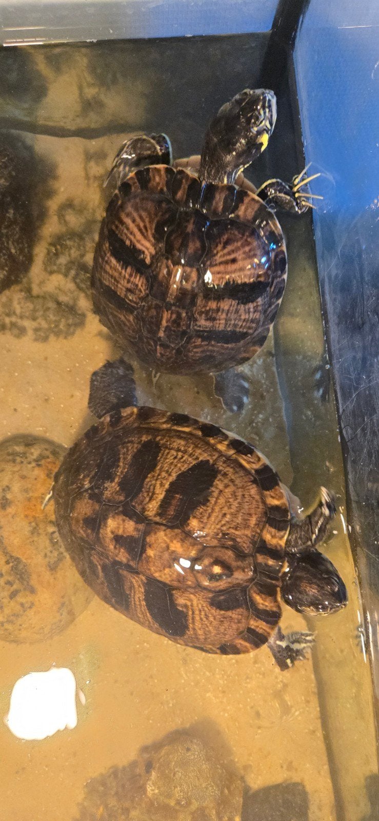2 gezonde waterschildpadden, Schildpad
