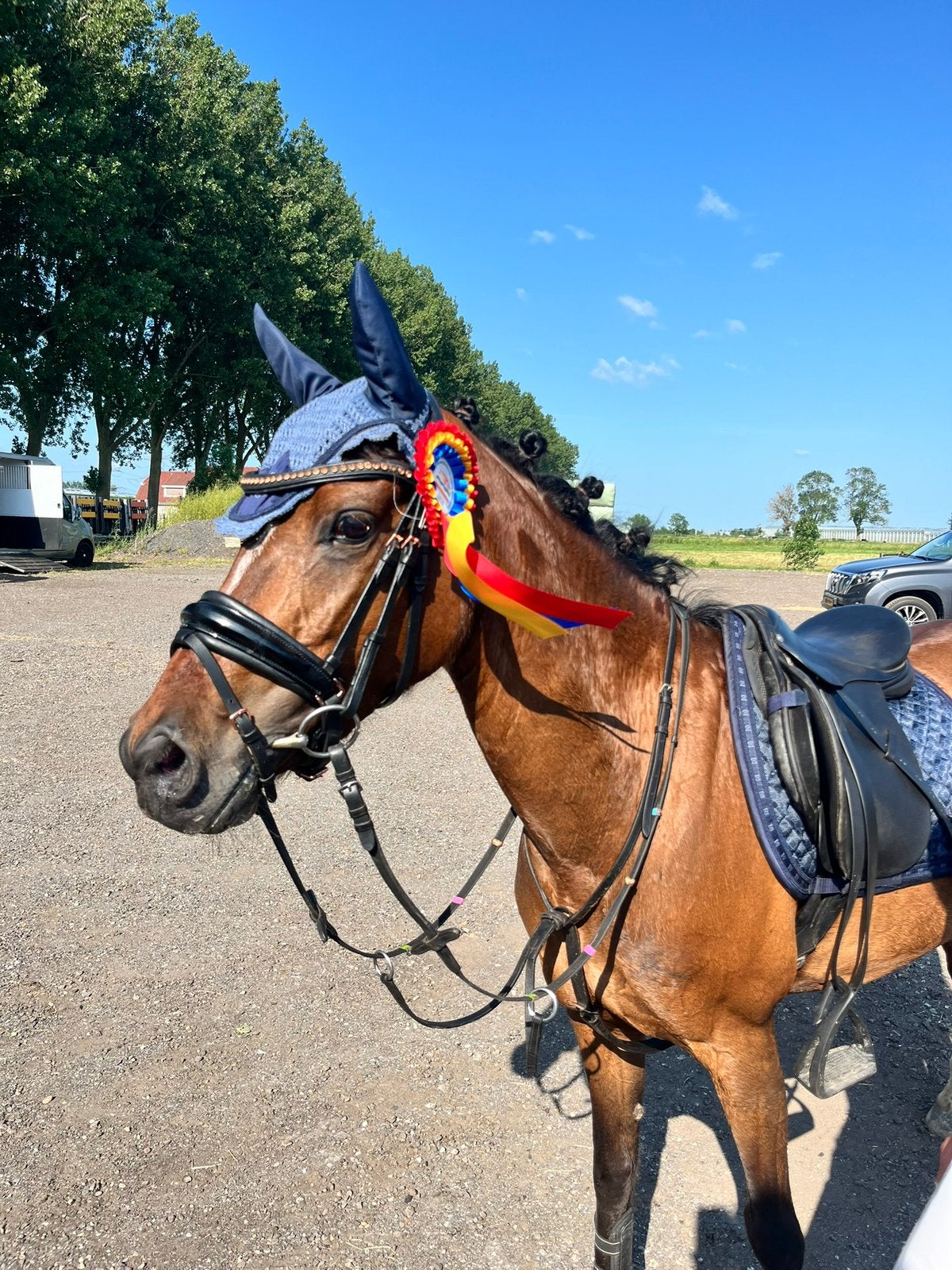 Sjieke C pony merrie welsh stamboek, Merrie, Springpony, C pony (1.27m tot 1.37m), 7 tot 10 jaar