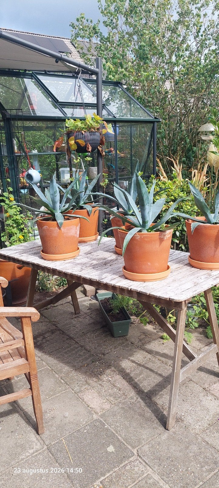 agave in terracottapot, Ophalen, Bloeit niet, Overige soorten, Volle zon