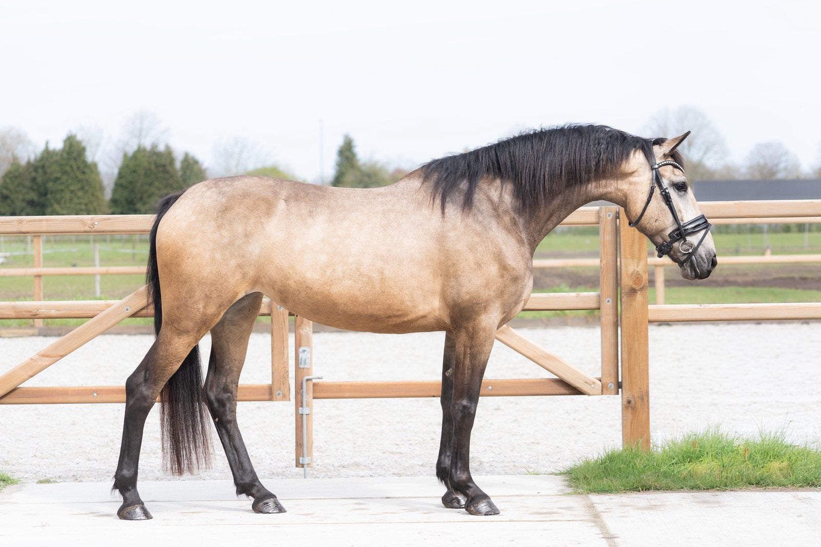 Lieve Valk Merrie te koop, Merrie, 160 tot 165 cm, Dressuurpaard, 3 tot 6 jaar