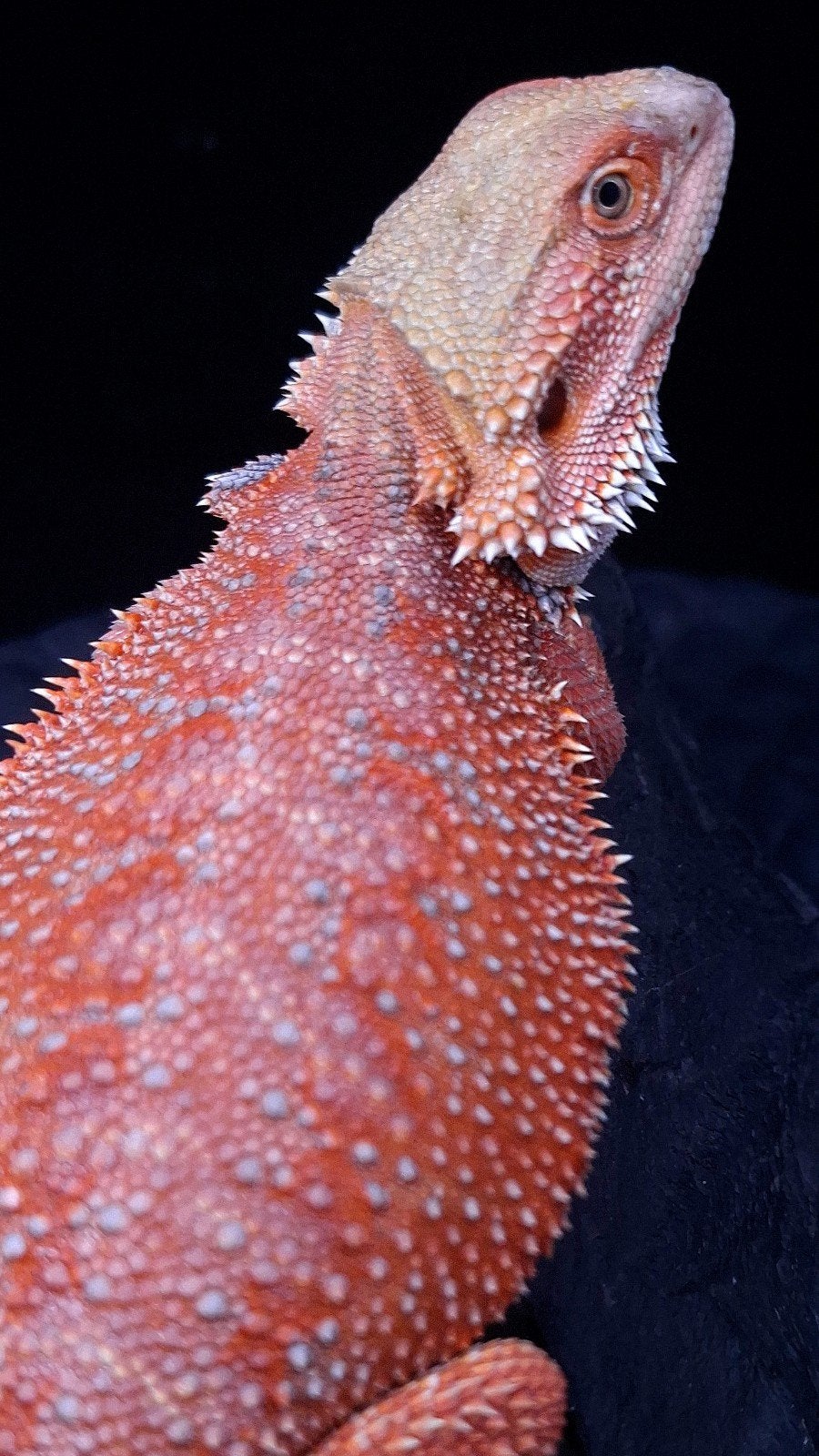 Baardagaam Mannen Red Hypo Blue Bar Bearded Dragon photo 21