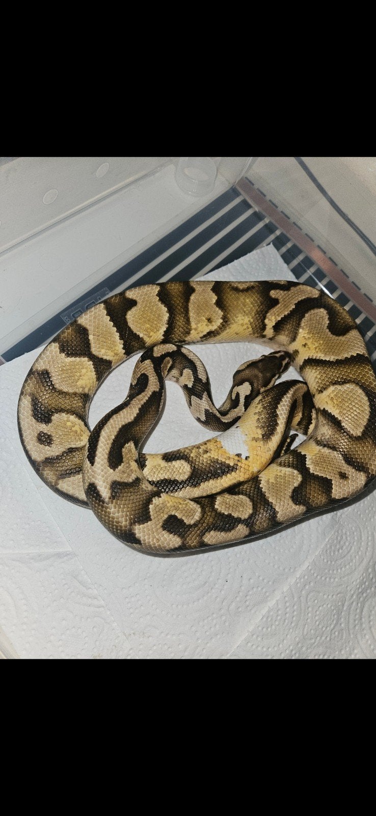 Ballpython Ball Python - male for sale from Nes