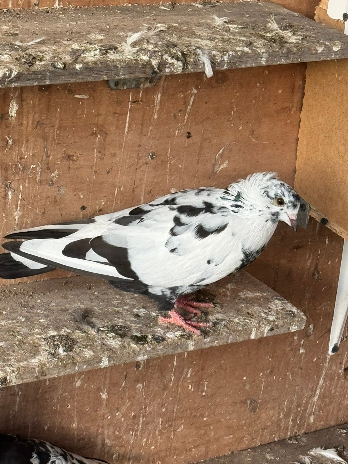 Duiven, Meerdere dieren, Postduif