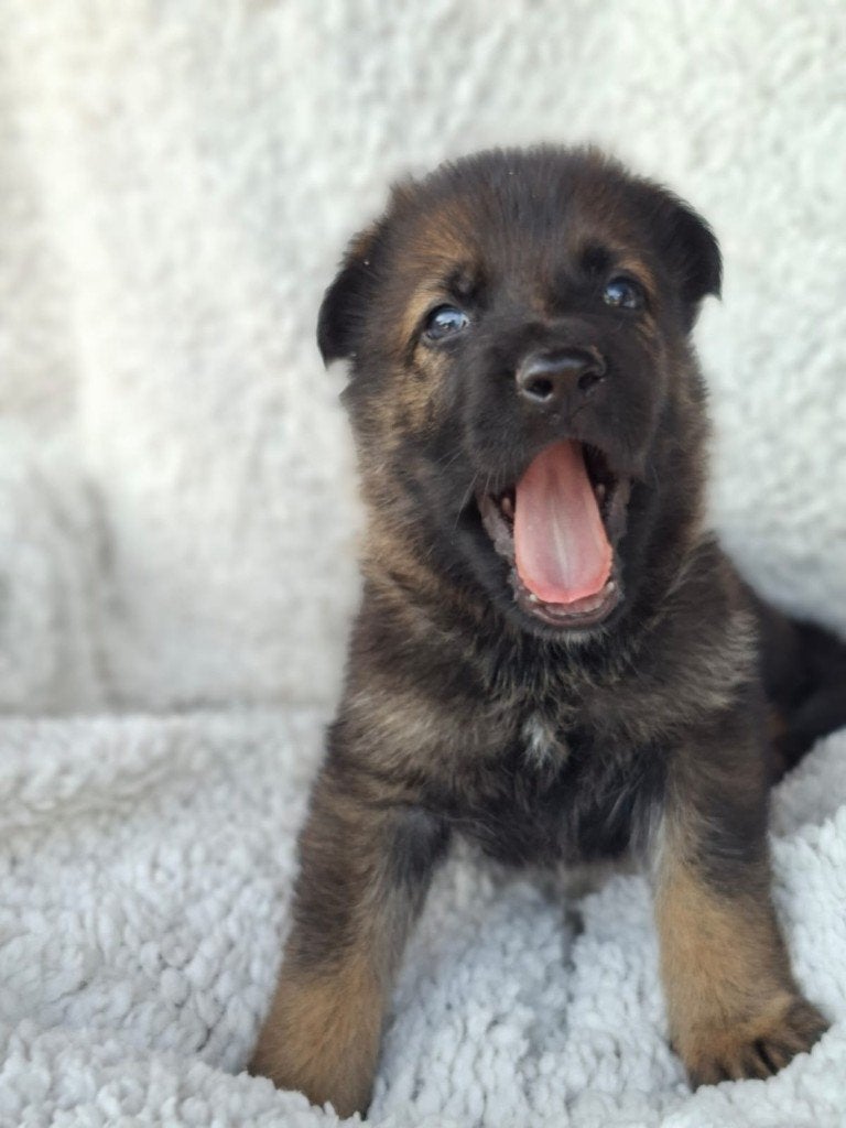 Herder puppy´s, Dieren en Toebehoren, Honden | Herdershonden en Veedrijvers, Reu, 8 tot 15 weken, Parvo, Meerdere