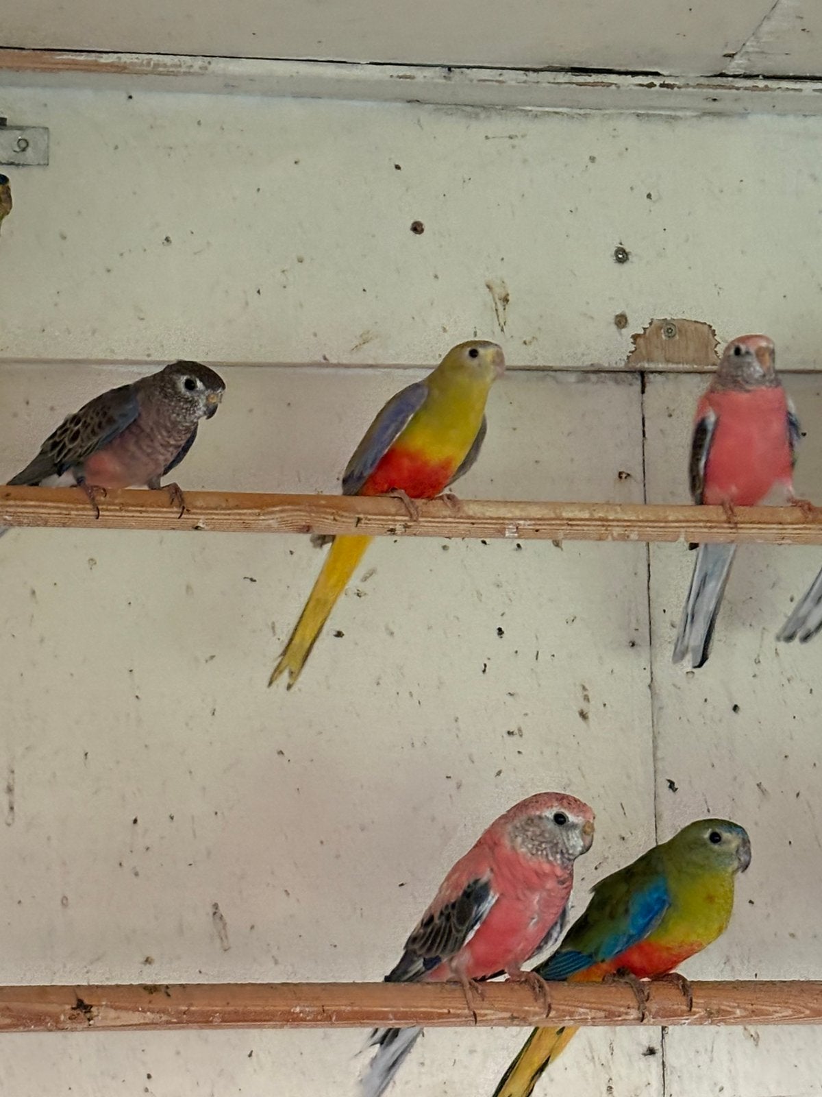 Verschillende kleuren turqousine parkieten, Dieren en Toebehoren, Meerdere dieren, Parkiet