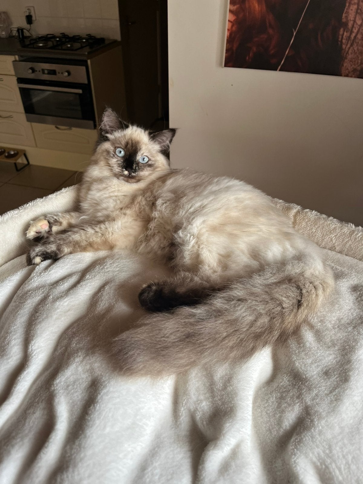 Mooie ragdoll poes seal tortie point, Poes, Gechipt, 0 tot 2 jaar