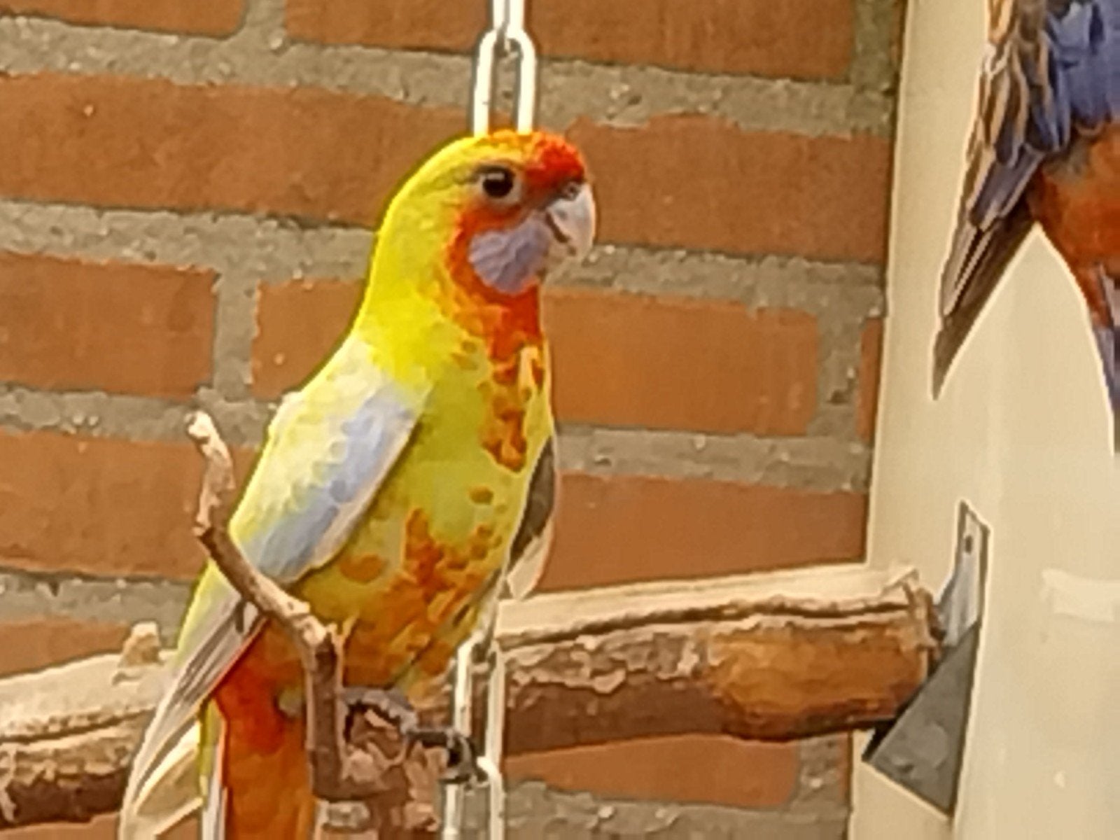 te koop penant rosella  mutaties, Meerdere dieren, Parkiet, Geringd