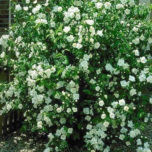 Boerenjasmijn Philadelphus Virginal - 80cm met kluit, Tuin en Terras, Ophalen of Verzenden, Overige soorten, Struik, Minder dan 100 cm