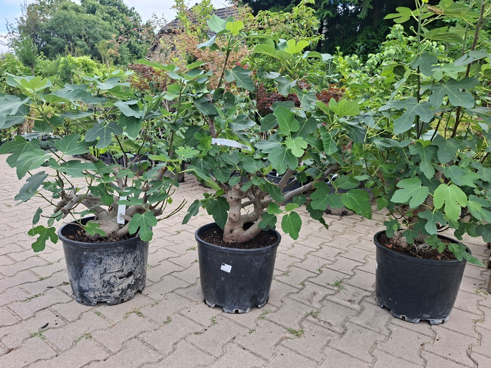 Oude Vijgenstruik Ficus Carica - Dikke Grillige Stam, Ophalen, Overige soorten, Struik, 100 tot 250 cm