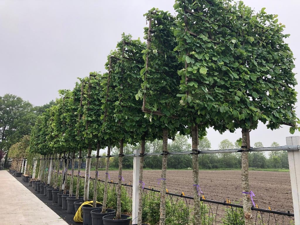 Lei Parrotia, Perzisch IJzerhout, een exclusieve leiboom, Leiboom, Winter, 250 tot 400 cm, Ophalen