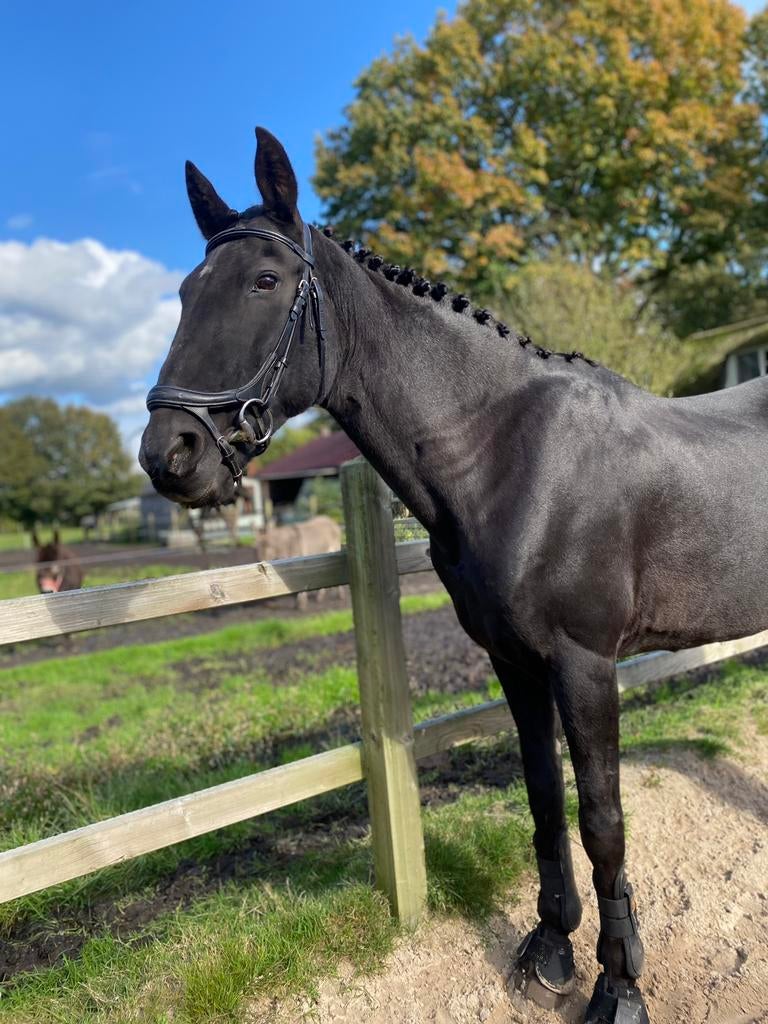 lief weidemaatje/grondwerk/coaching paard te koop!, Dieren en Toebehoren, Merrie, Niet van toepassing, Gechipt, 160 tot 165 cm
