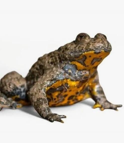 Gezocht geelvuurbuikpadjes / bombina variegata