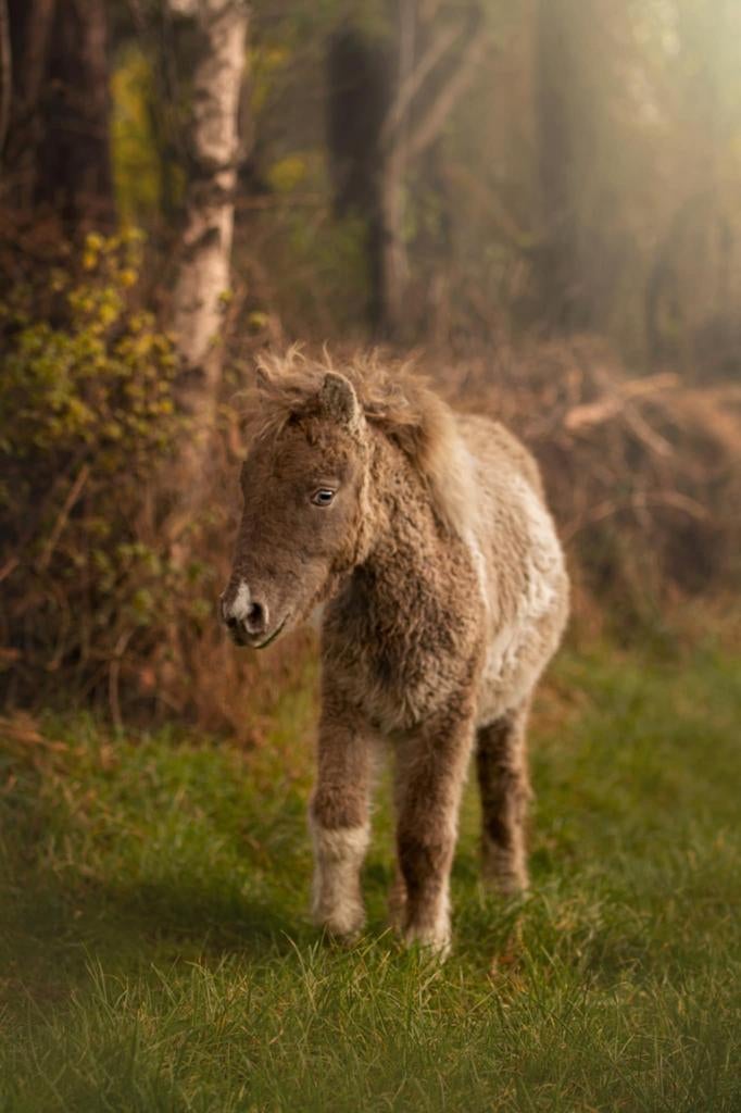Curly mini dekhengst amha, Dieren en Toebehoren, Hengst